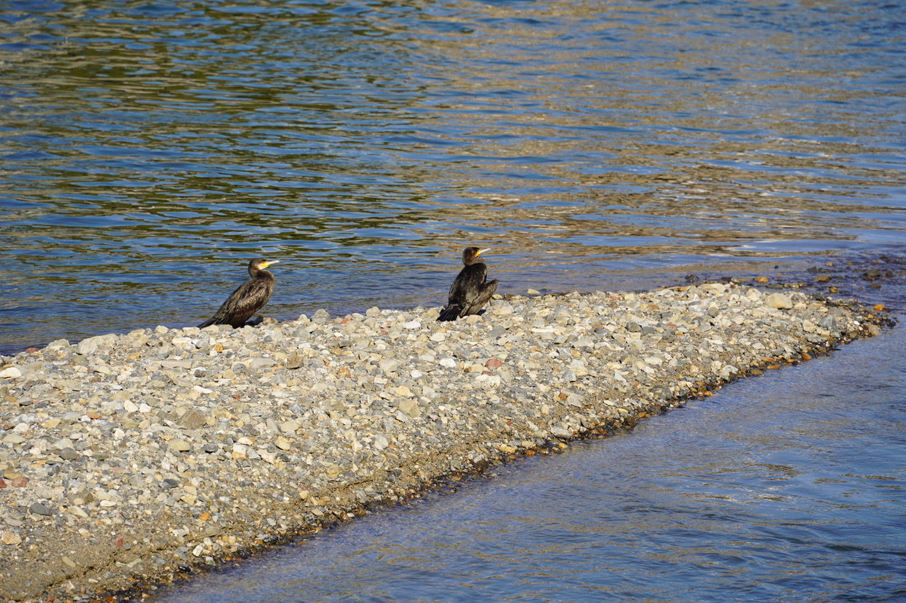 ピアノのお嫁入り
